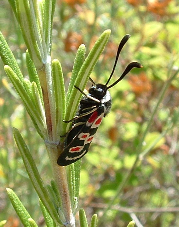 Zygaena lonicerae